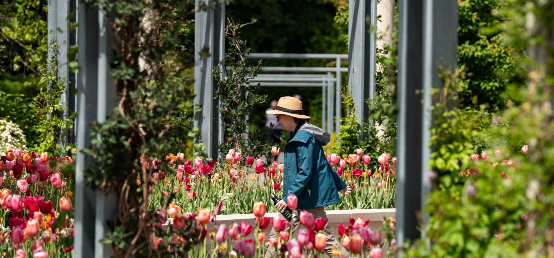 Photograph of a visitor walking through the displays of tulips in The Grand Garden at The Morton Arboretum